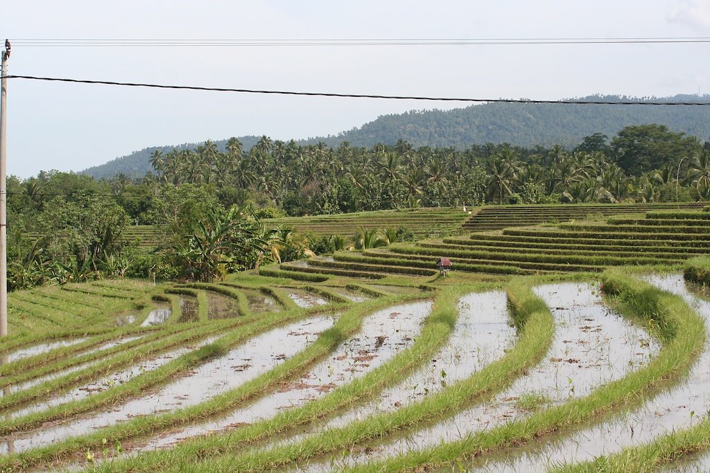 Bali (2009)