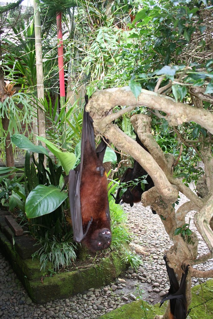Bali (2009)