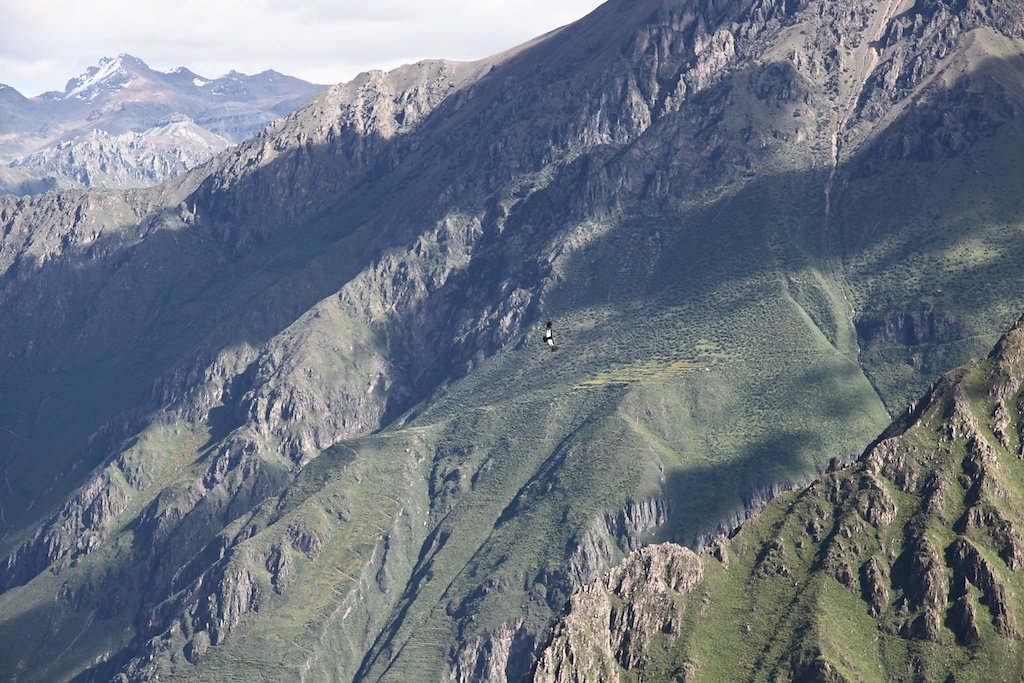 Vallée de Colca, Croix des Condors