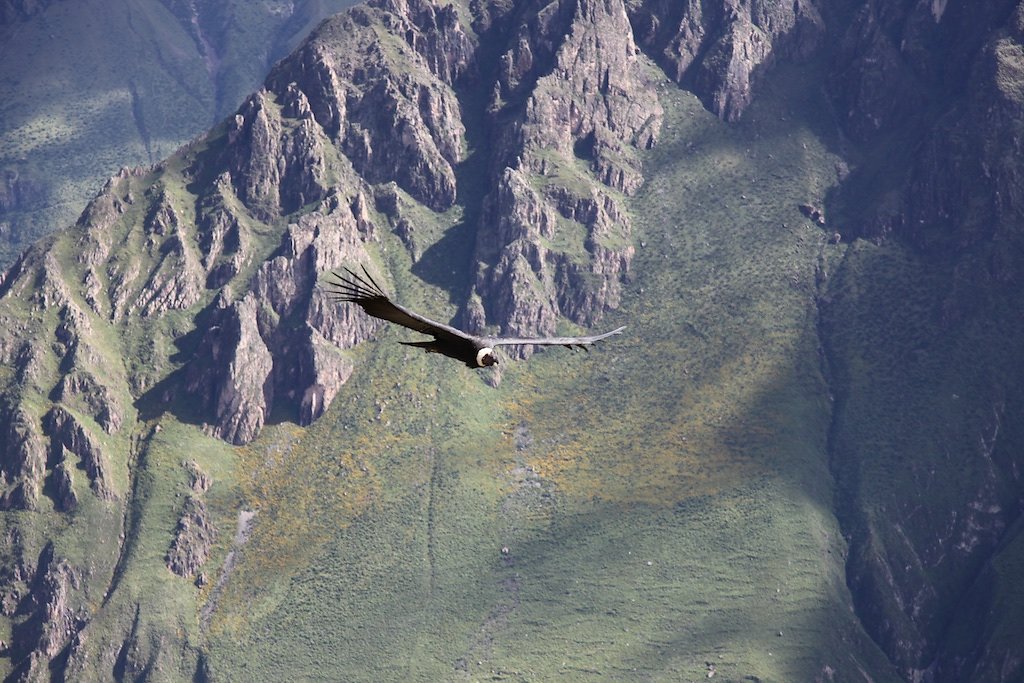 Vallée de Colca, Croix des Condors