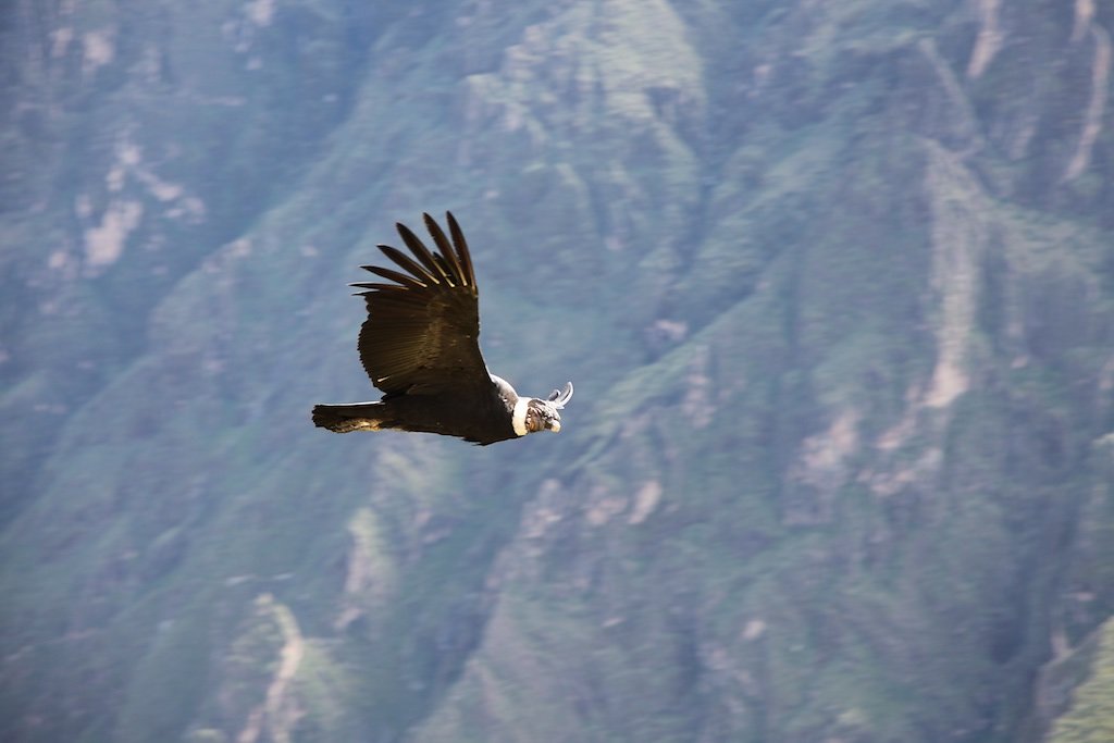 Vallée de Colca, Croix des Condors