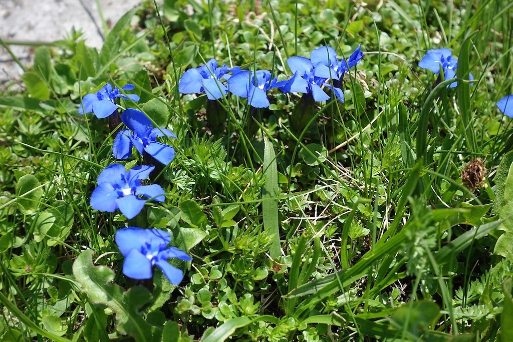 Bisse du Ro (31.05.2015)