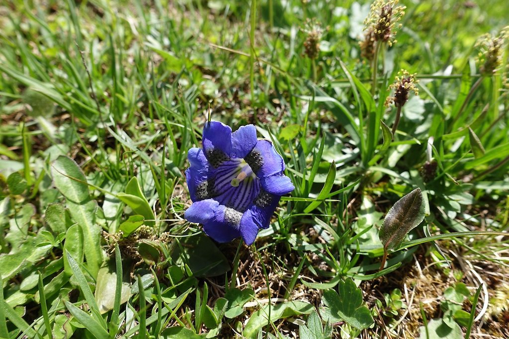 Bisse du Ro (31.05.2015)
