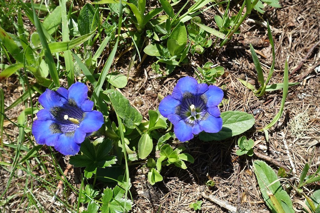 Col de la Forclaz, Mont de l'Arpille (04.06.2015)