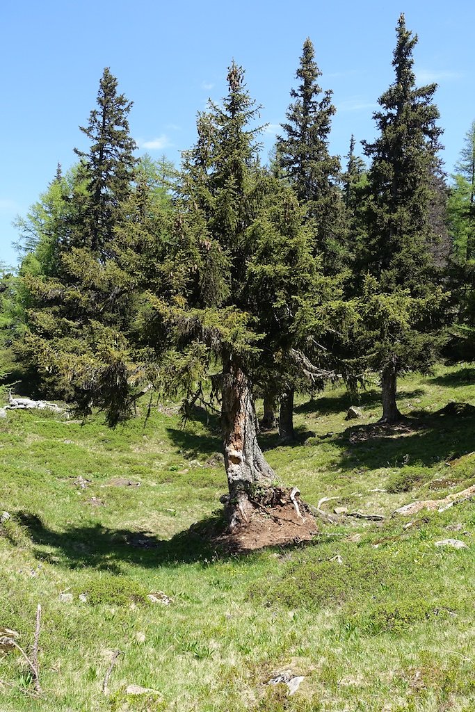 Col de la Forclaz, Mont de l'Arpille (04.06.2015)