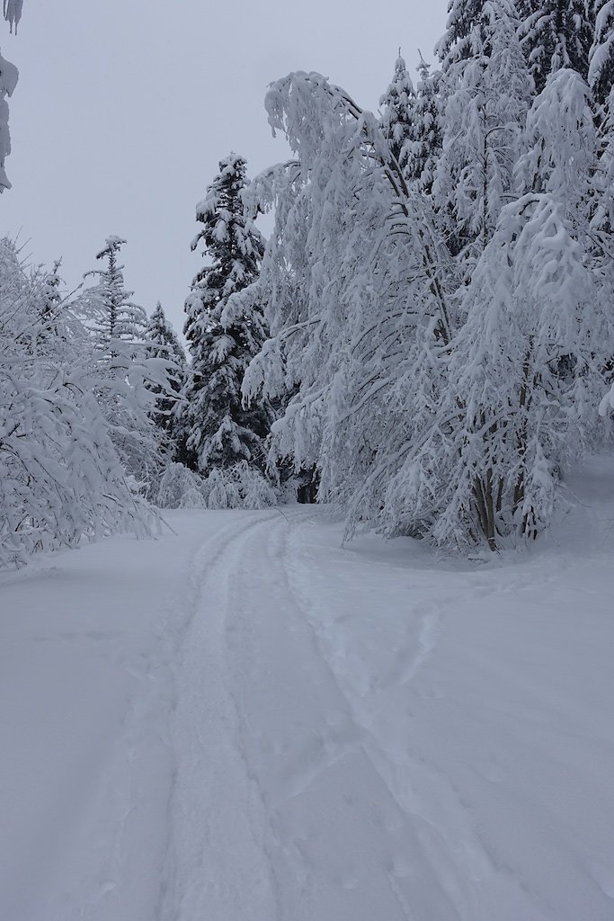 La Boucielle, Forniri (Anzère) (15.01.2017)