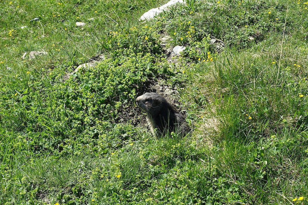 Combe de l'A, Le Basset (10.06.2017)