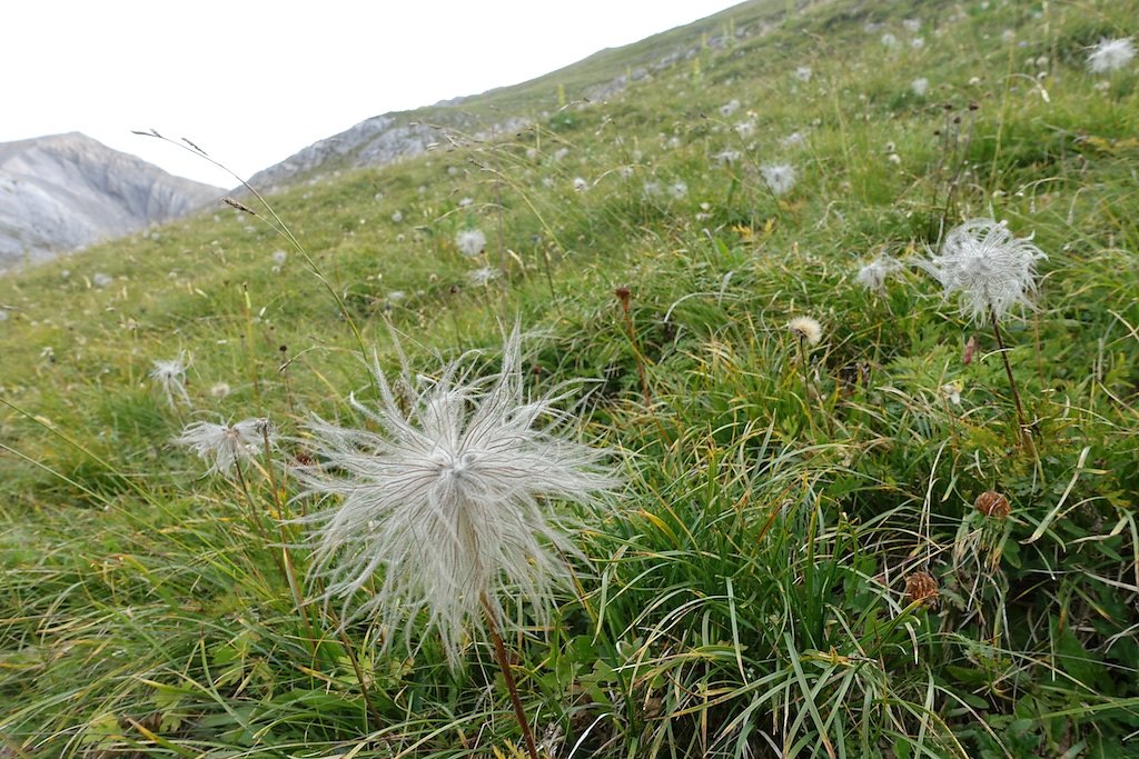 Pas de Maimbré, La Selle, Cabane des Audannes, Serin, Anzère (27.08.2017)