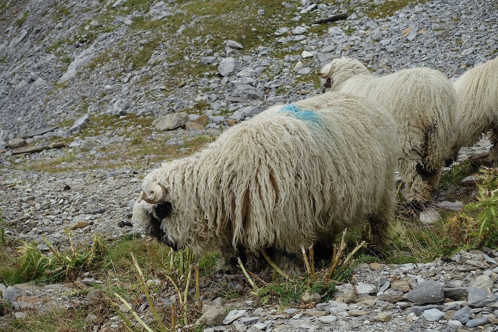 Pas de Maimbré, La Selle, Cabane des Audannes, Serin, Anzère (27.08.2017)