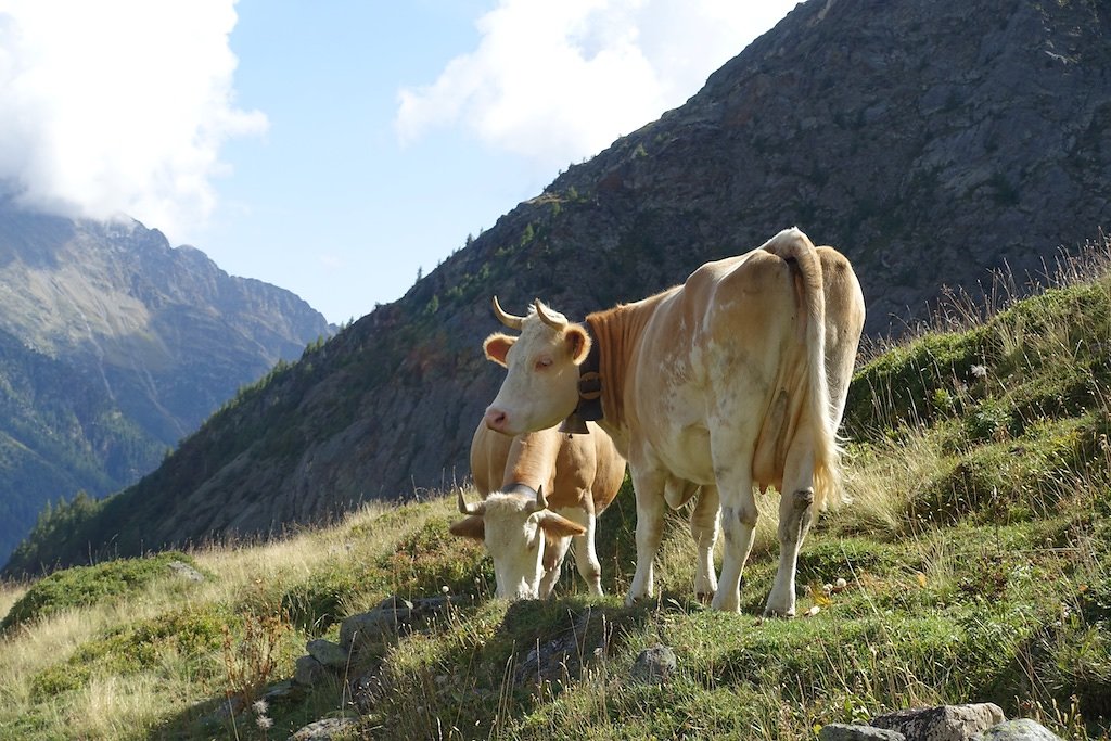 Lauchernalp - Lötschepasshütte - Kummenalp - Lauchernalp (03.09.2017)