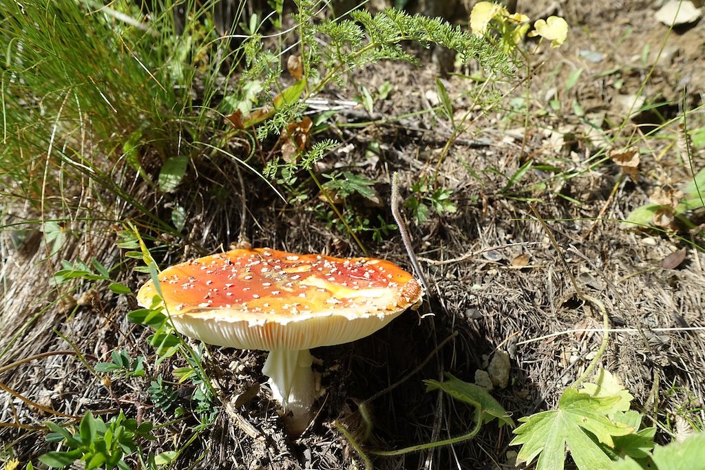 Lauchernalp - Lötschepasshütte - Kummenalp - Lauchernalp (03.09.2017)