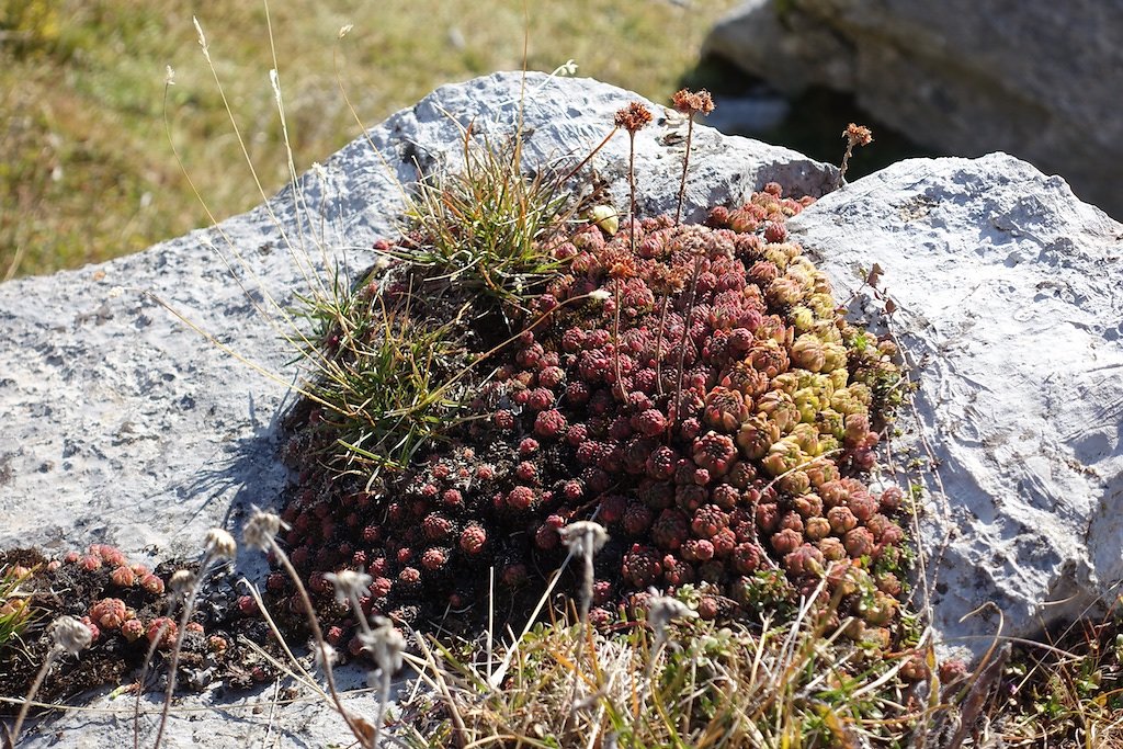 Alpage de Flore, Etang de Trente pas, Croix de l'Achia (23.09.2017)