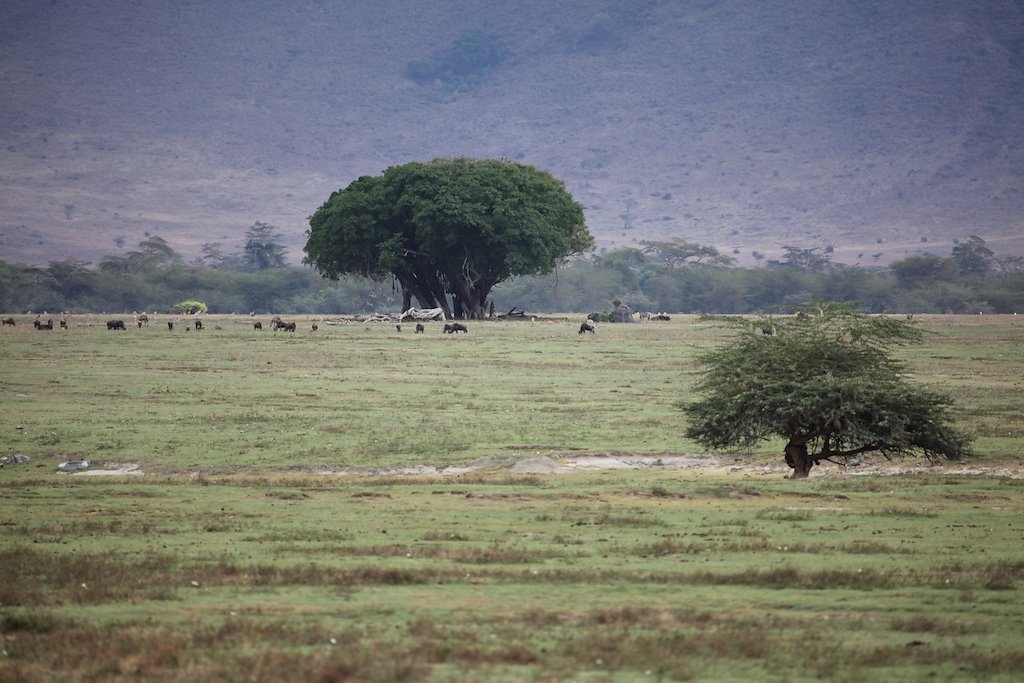 Tanzanie (2017)
