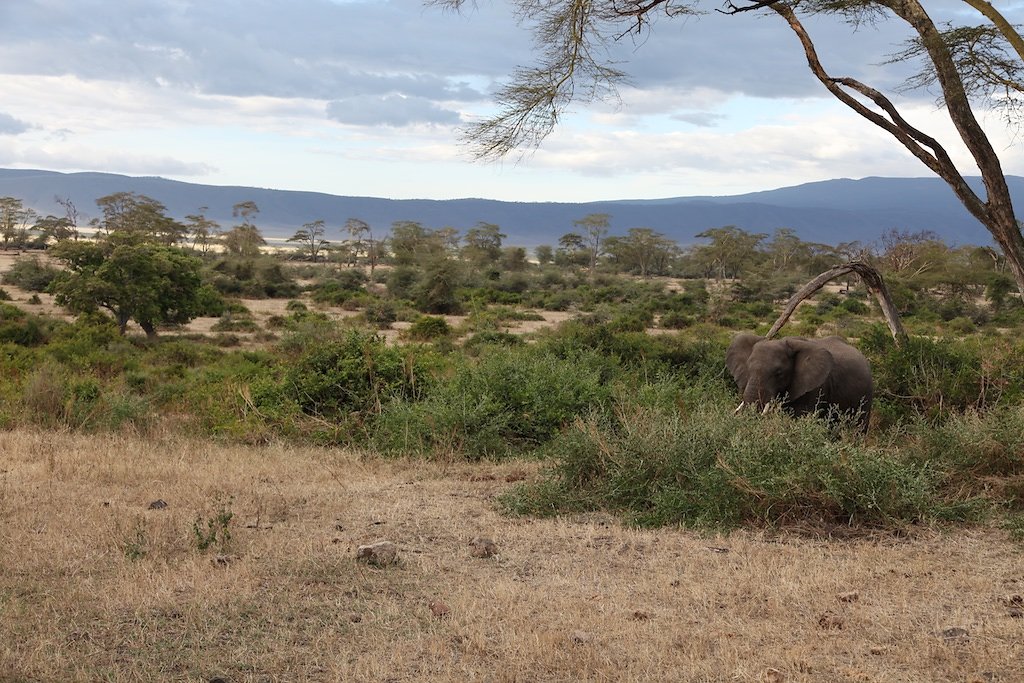 Tanzanie (2017)