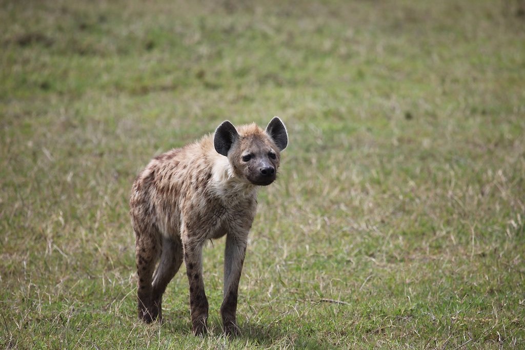 Tanzanie (2017)