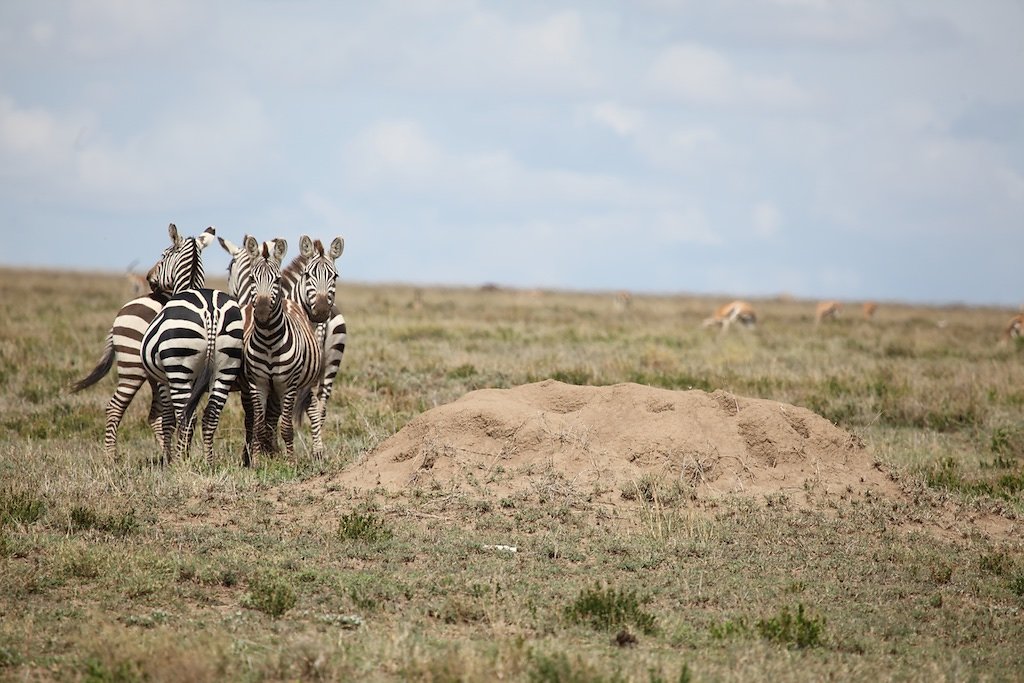 Tanzanie (2017)