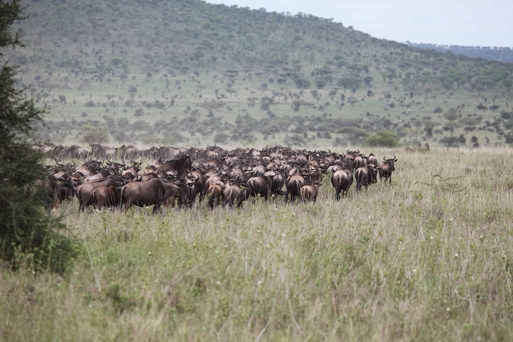 Tanzanie (2017)