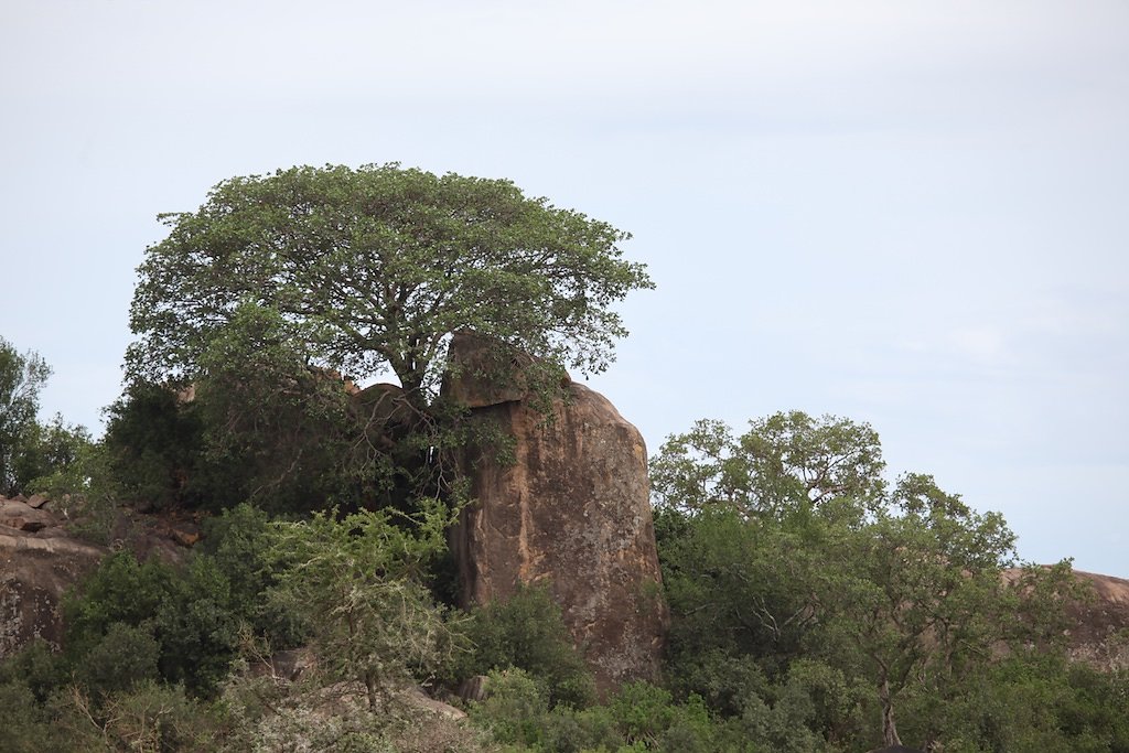 Tanzanie (2017)