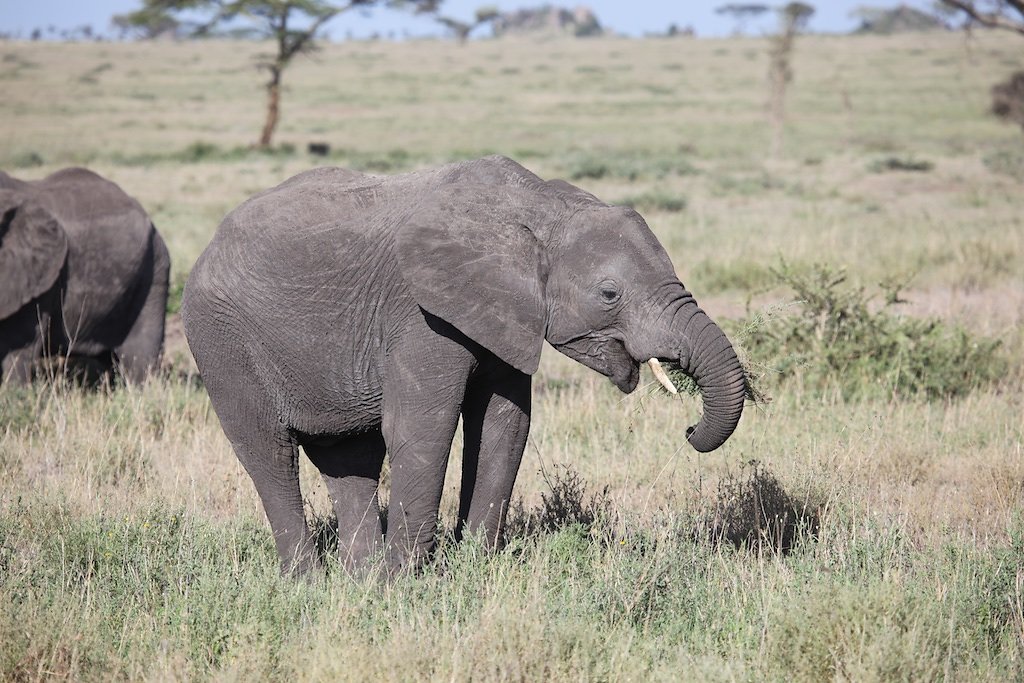 Tanzanie (2017)