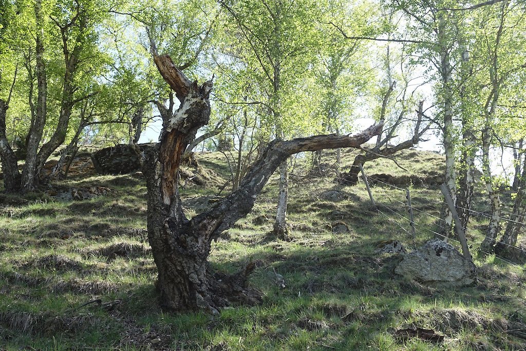 Suen, St-Martin, La Luette, Ossona, Suen (25.04.2018)