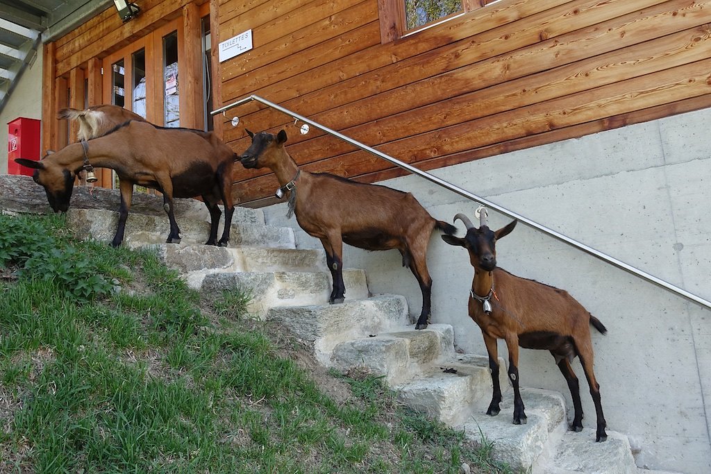 Suen, St-Martin, La Luette, Ossona, Suen (25.04.2018)