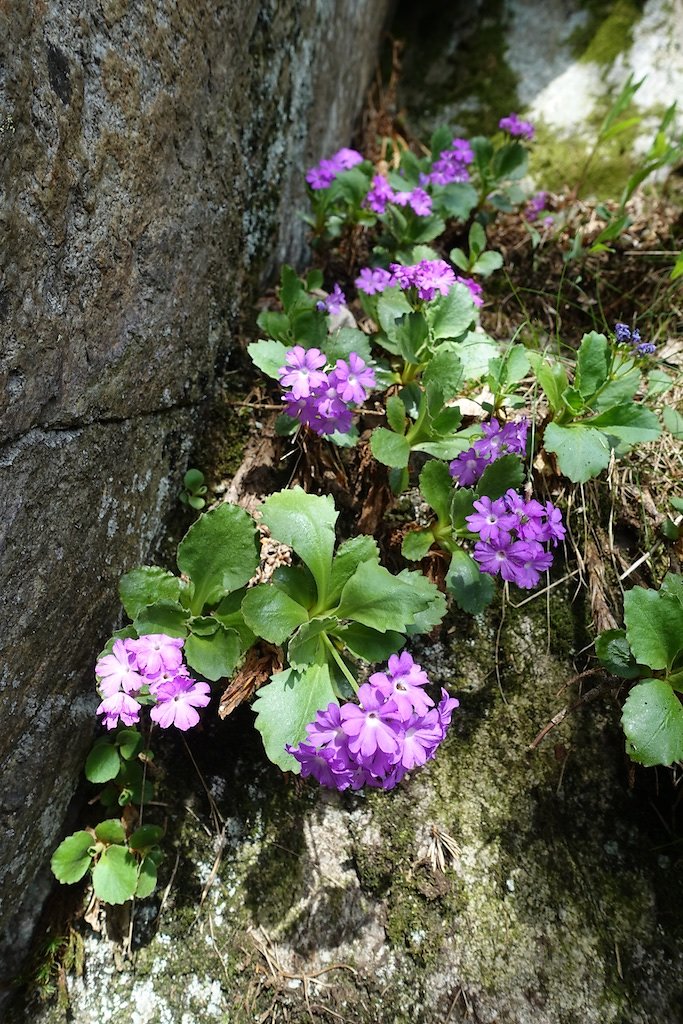 Gorges du Dailley - Vallon de Van (28.04.2018)