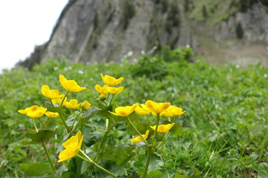 Col de Jaman, Dent de Jaman (26.05.2018)