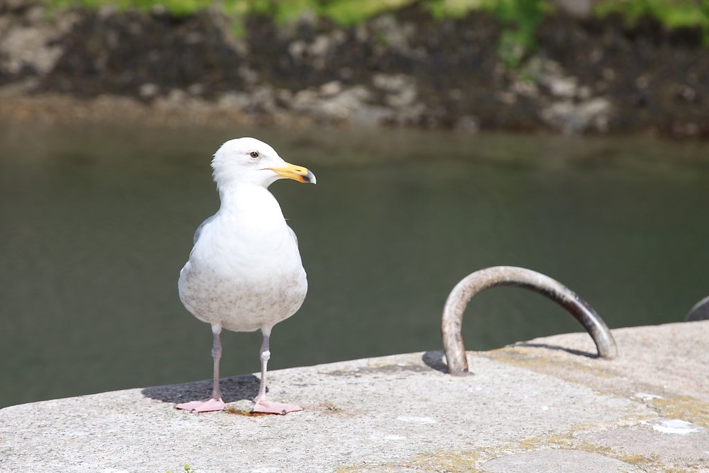 Bretagne (2018)