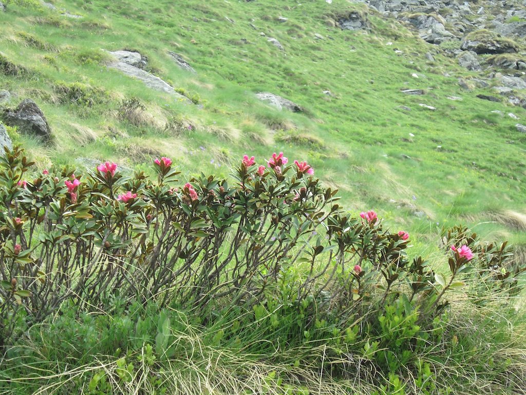 Bonatschiesse, Ecurie du Cret, Ecurie du Vasevay (10.06.2018)