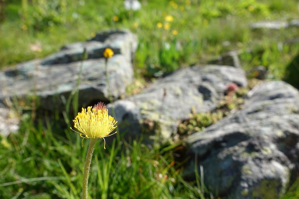 Zinal - Cabane Arpitettaz (30.06.2018)