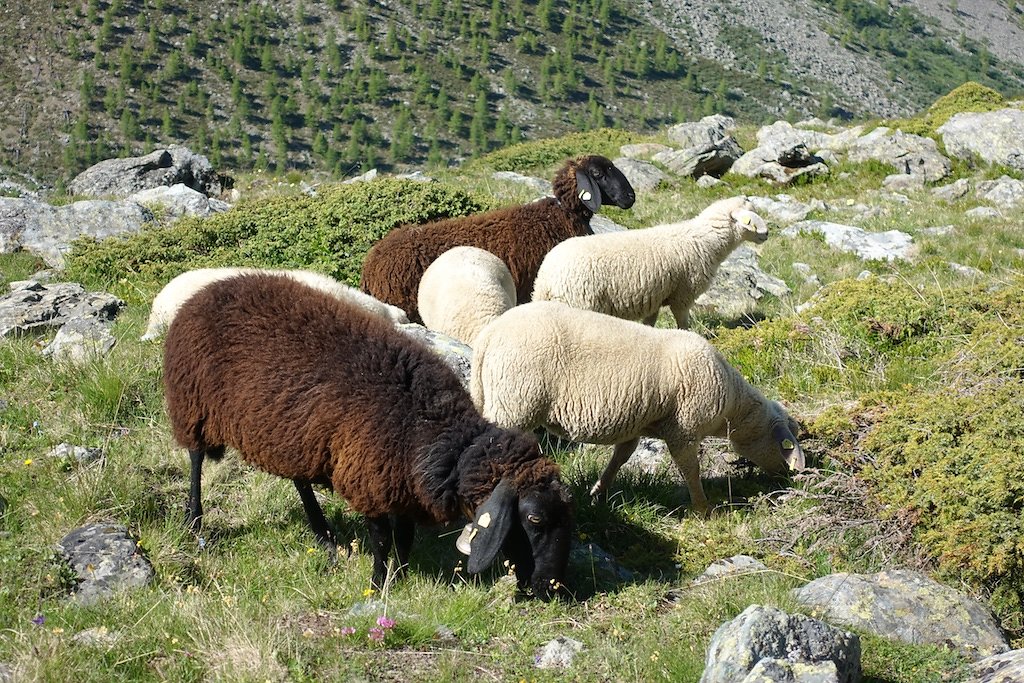 Zinal - Cabane Arpitettaz (30.06.2018)