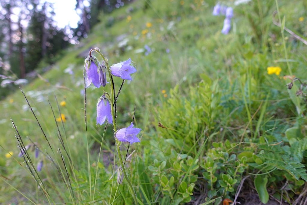 Bietschhornhütte, Lötschental (08.07.2018)