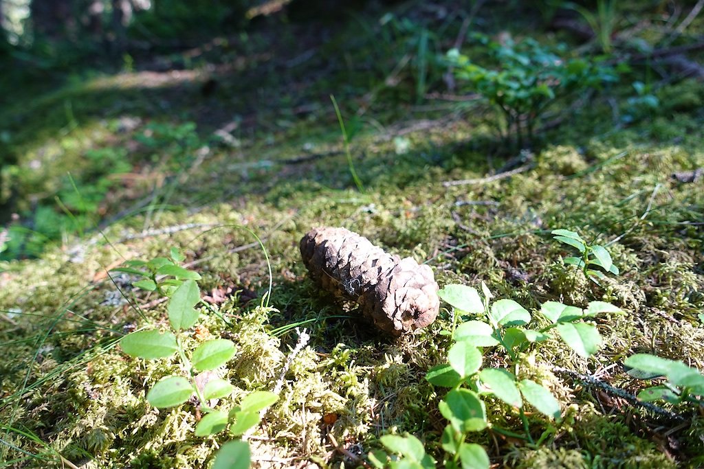 Chez les Pillet, Le Cœur, La Cheutse, Alpage de l'Arpille (18.07.2018)