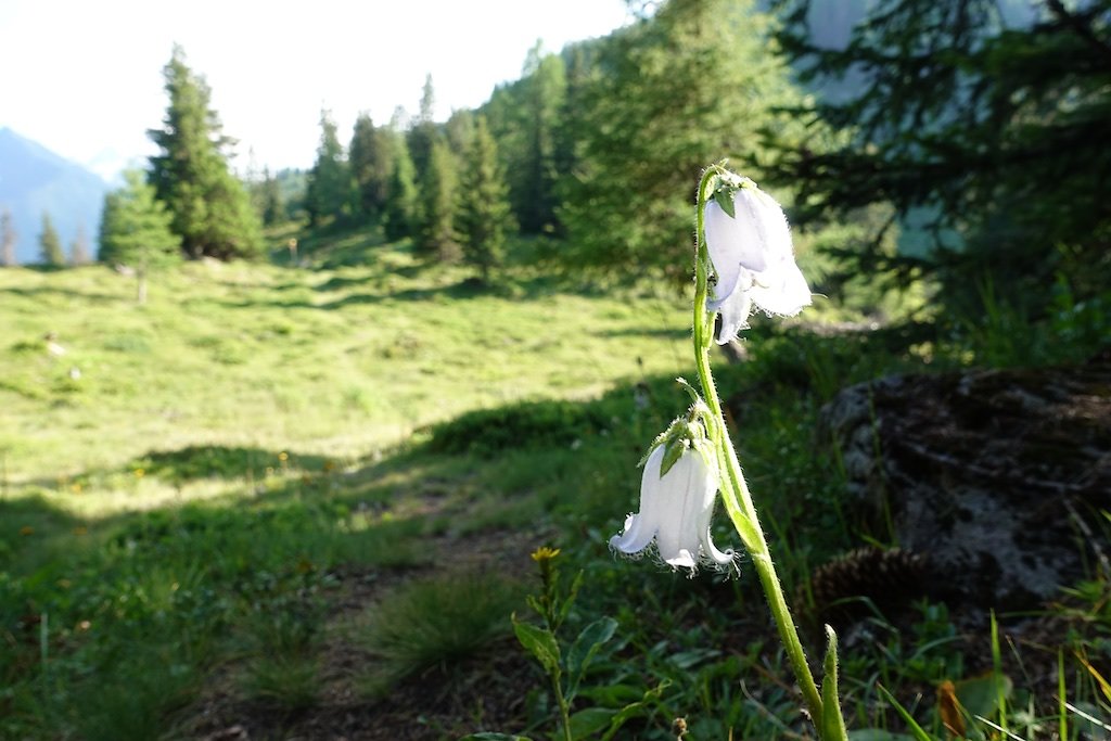 Chez les Pillet, Le Cœur, La Cheutse, Alpage de l'Arpille (18.07.2018)