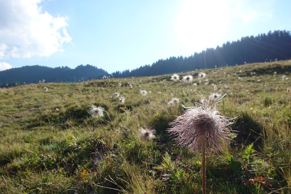 Chez les Pillet, Le Cœur, La Cheutse, Alpage de l'Arpille (18.07.2018)