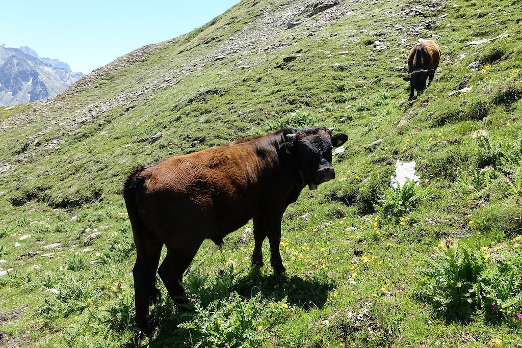 Cabanes des Aiguilles Rouges (29.07.2018)