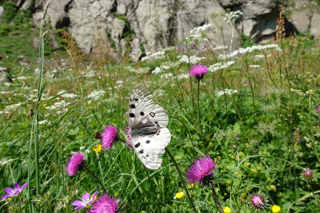 Baltschiedertal et Cabane de Baltschiederklause (27-28.08.2018)