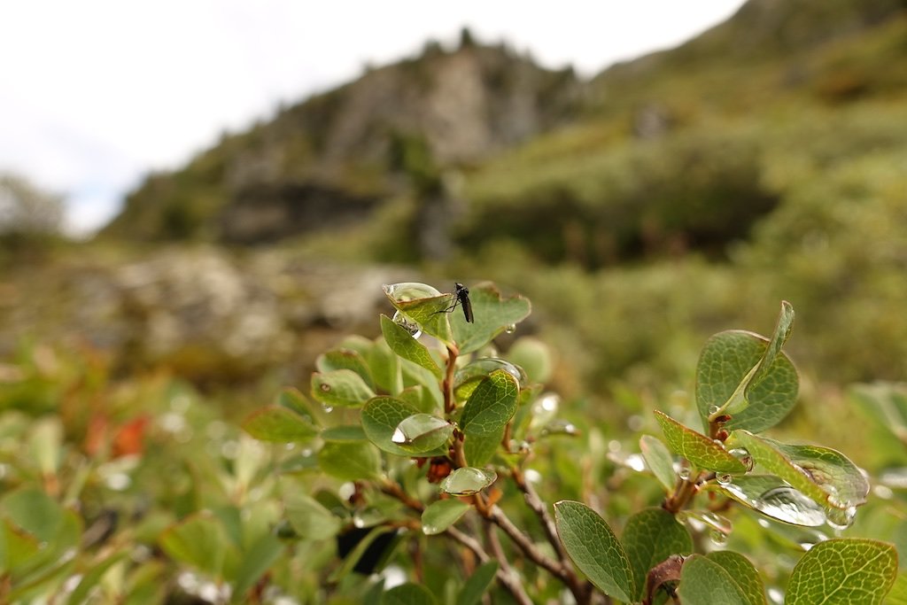 Cabane Brunet, Cabane FXB Panossière (02.09.2018)