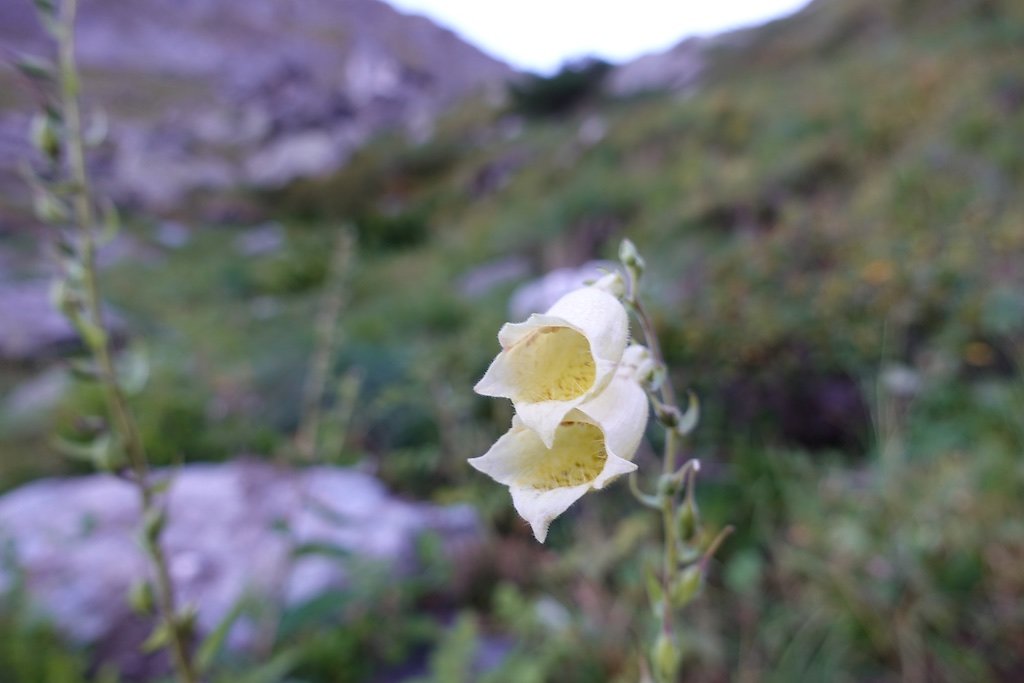 Fionnay, Ecurie du Crêt, Col de Sarshlau, Le Dâ, Col du Bec d'Aigle, Louvie (26.09.2018)