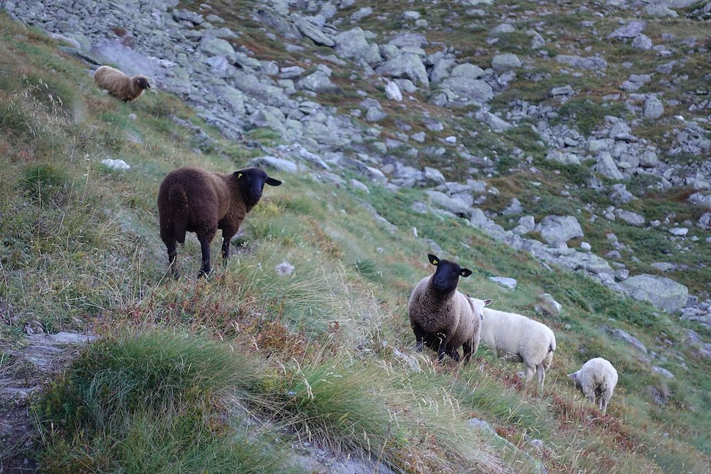 Fionnay, Ecurie du Crêt, Col de Sarshlau, Le Dâ, Col du Bec d'Aigle, Louvie (26.09.2018)