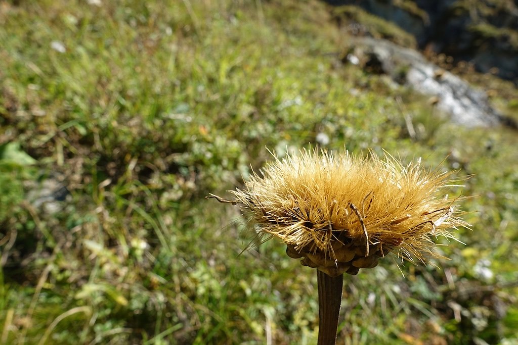 Fionnay, Ecurie du Crêt, Col de Sarshlau, Le Dâ, Col du Bec d'Aigle, Louvie (26.09.2018)