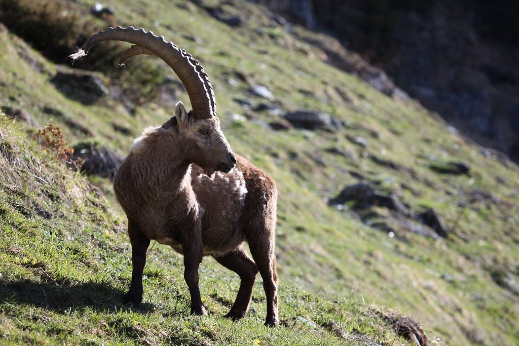 Fionnay, direction Louvie (01.05.2019)