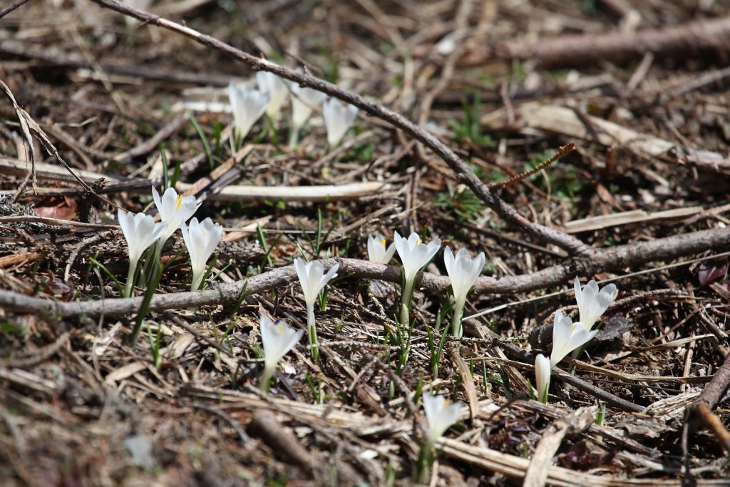 Fionnay, direction Louvie (01.05.2019)