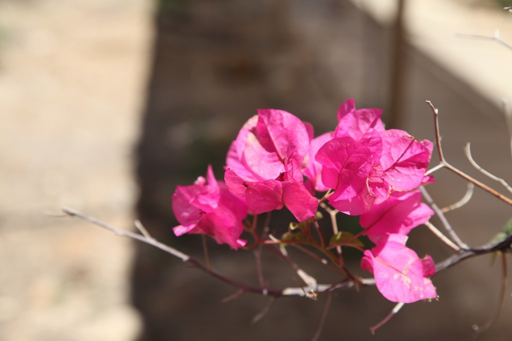 Jordanie (2019)