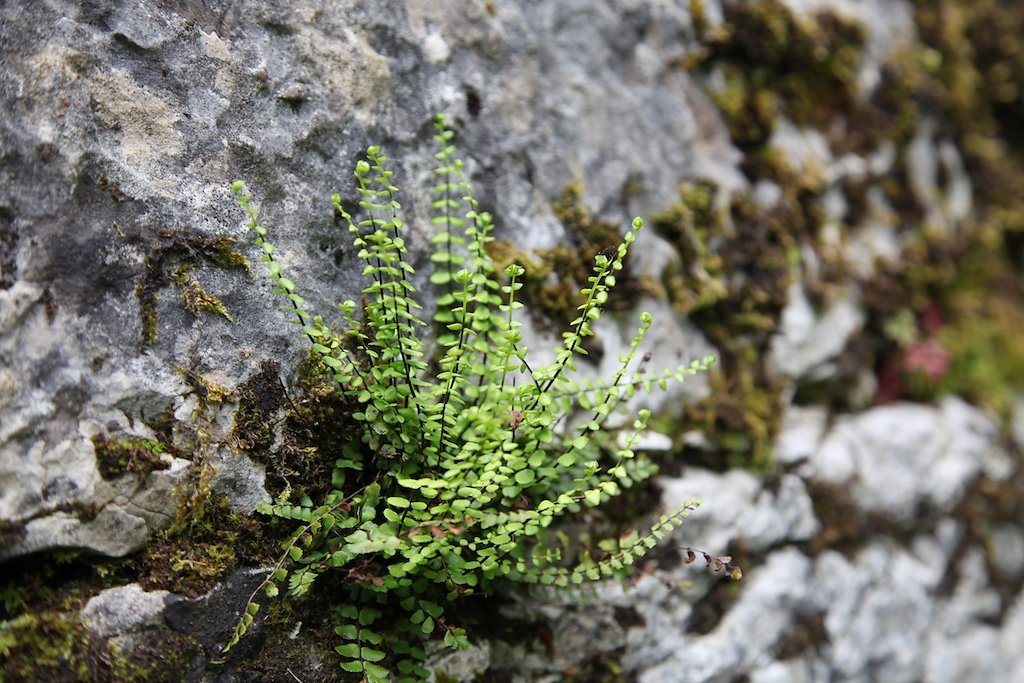 Gorges de l'Areuse (30.05.2019)