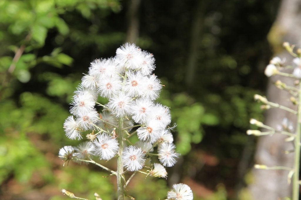 Creux du Van (31.05.2019)
