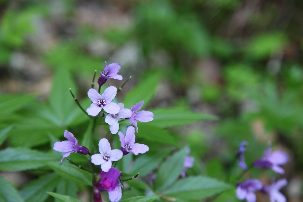Creux du Van (31.05.2019)