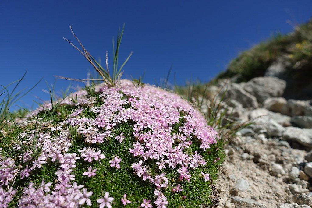 Cabane de la Tza (29.06.2019)