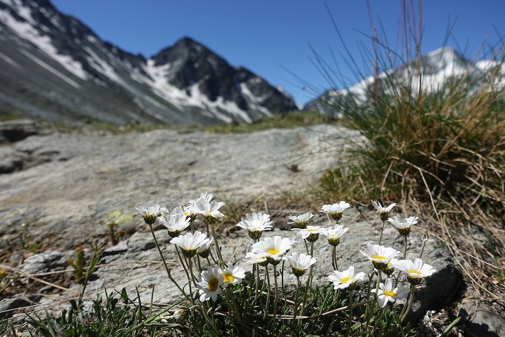 Cabane de la Tza (29.06.2019)