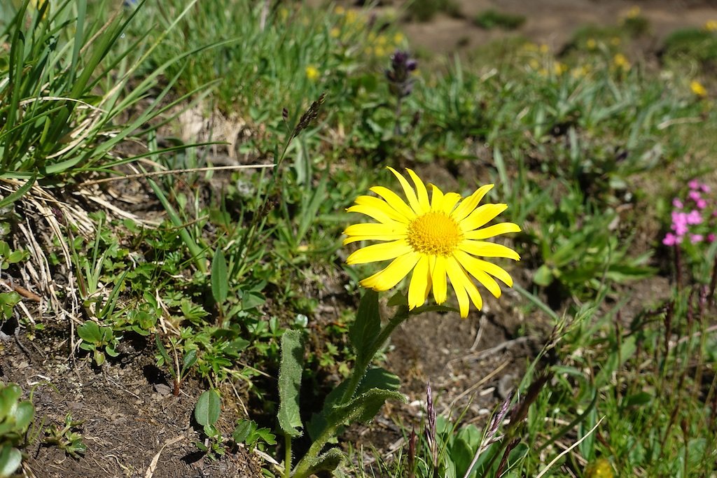 Barrage de Zeuzier, Plan des Roses, Col du Rawil, Wildstrubelhütte, Plaine Morte (04.08.2019)